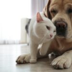 Dog and cat nuzzling each other